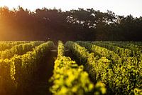 Weinberg bei Sonnenaufgang