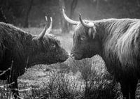 Scottish Highlanders - love is in the air black/white