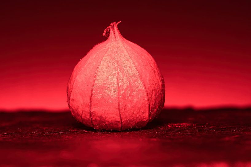 Physalis Früchten mit Lichtspot von Martin Köbsch