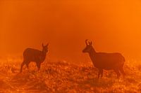 Chamois during sunrise