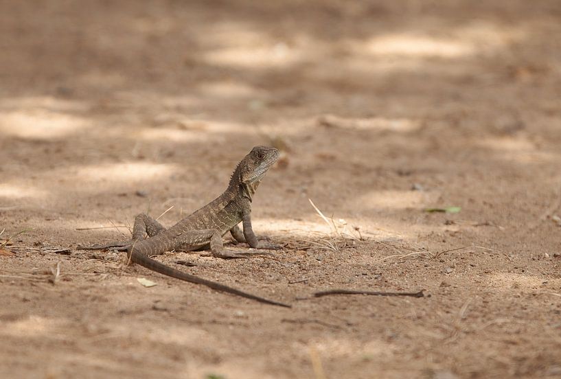 Australische Mauereidechse von Corrie Post