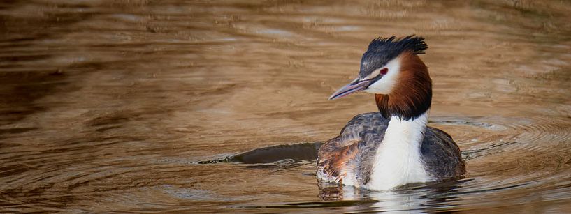 Haubentaucher fieuw (Panoramafoto) von Fotografie Jeronimo