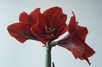 Amaryllis