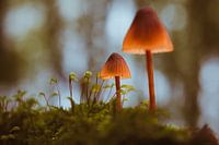 La lumière tombe dans le silence