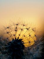 Sonnenuntergang mit Löwenzahn