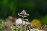 Paddenstoel omringd door regendruppels 