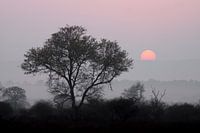Arbre noir, soleil rouge