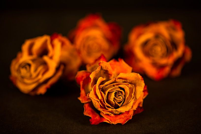 Rosenarrangement von Andreas Müller