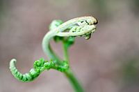 De belles formes dans la fougère des bois