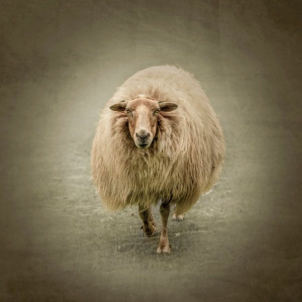 "Ich sehe dich." Warme Schafe auf der Wiese. von Alie Ekkelenkamp