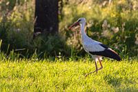 Storchenspaziergänge in der schönen Nachmittagssonne