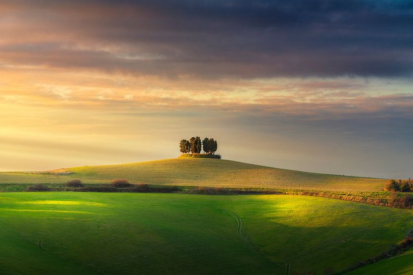 Cypress grove on top of a hill in Orciano Pisano by Stefano Orazzini