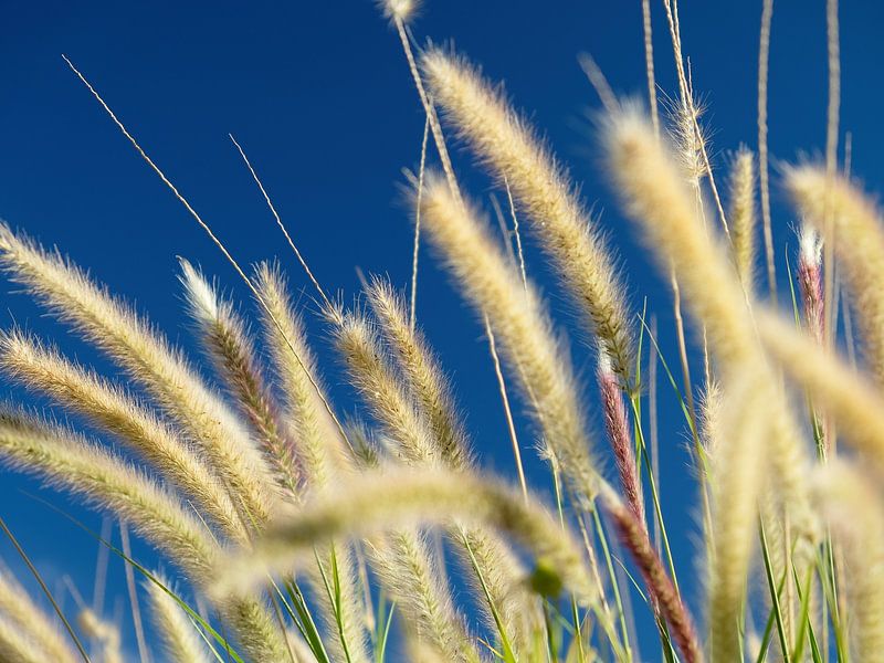 Summer day with waving grass and plumes by Floris