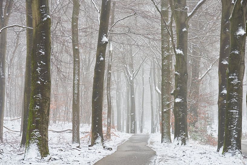 Radweg durch den verschneiten Buchenwald von Cor de Hamer
