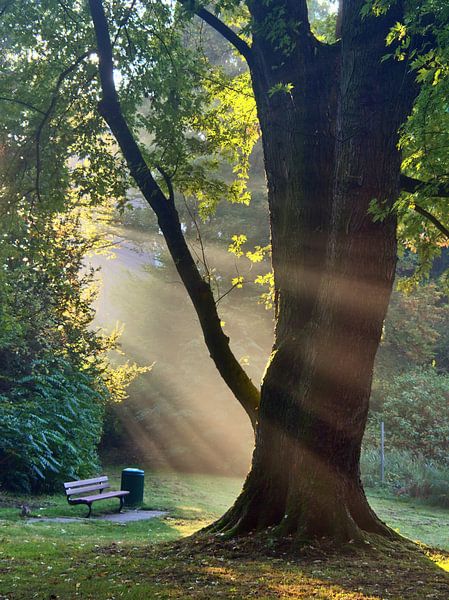 Rayons lumineux par Edgar Schermaul