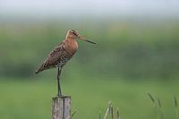 Barge à queue noire sur perche