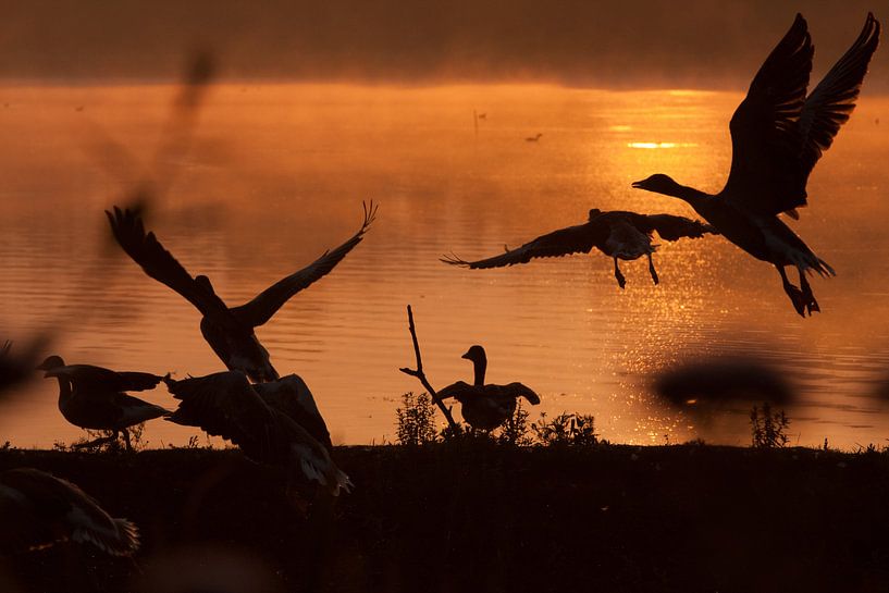 Morgenstimmungen von Hans Koster