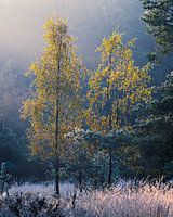 Bouleau mûr et rétro-éclairé