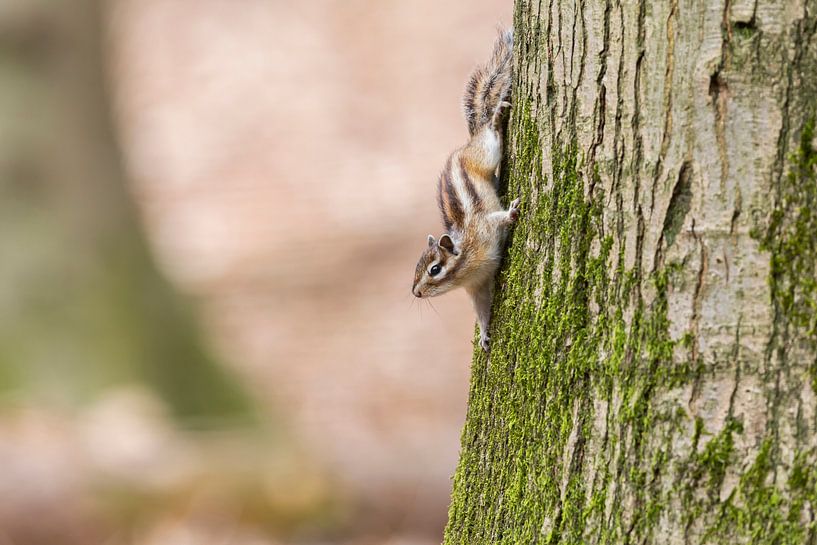 Sibirisches Erdhörnchen auf Baum von Paul Weekers Fotografie