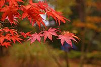 Rote Blätter in Bäumen, Herbst, Wald, Nahaufnahme