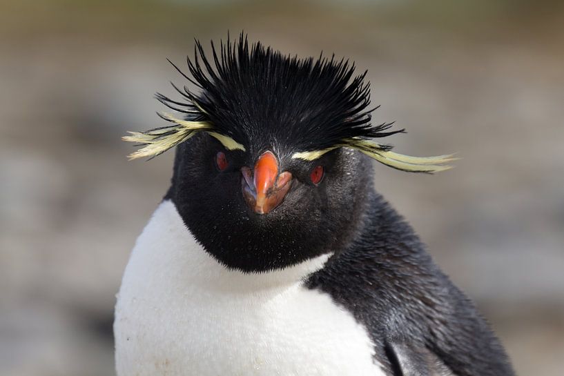 Rockhopper von Claudia van Zanten