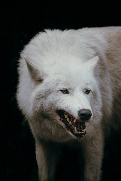 Loup Blanc Féroce – Beauté Sauvage Capturée par Dave Adriaanse - Photography