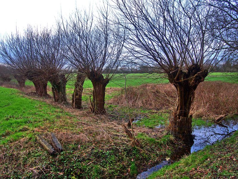 Les arbres 19 par Edgar Schermaul