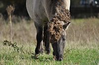 Pony in de Stadswaard