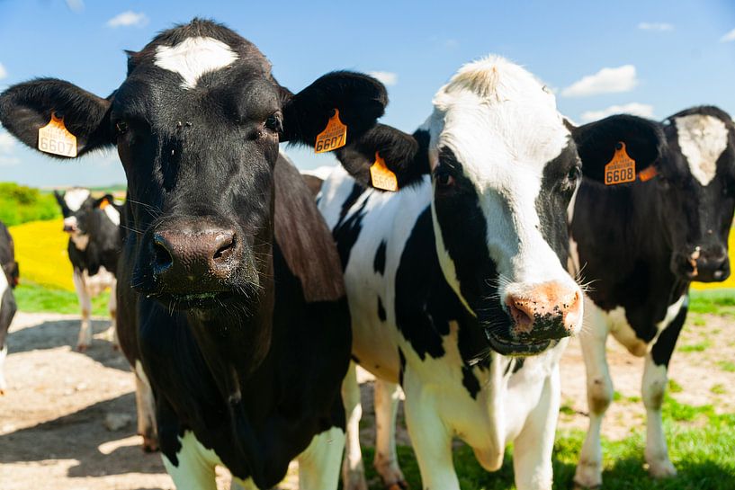 Newsier cows... by Maja Mars