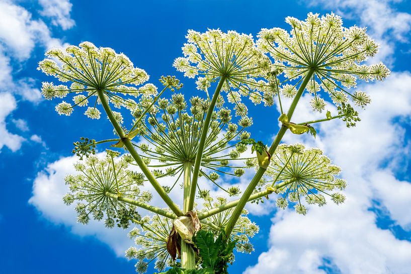 Griffe d&#039;ours sur fond de ciel bleu avec nuages blancs par Evert Jan Luchies