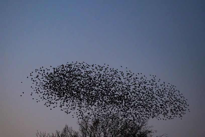 Spreeuwen in de lucht tijdens zonsondergang van Sjoerd van der Wal Fotografie