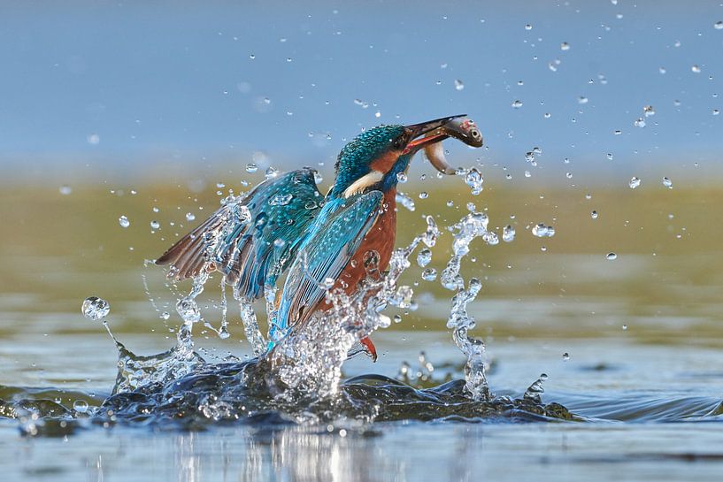 Eisvogel - Im Handumdrehen von Eisvogel.land - Corné van Oosterhout