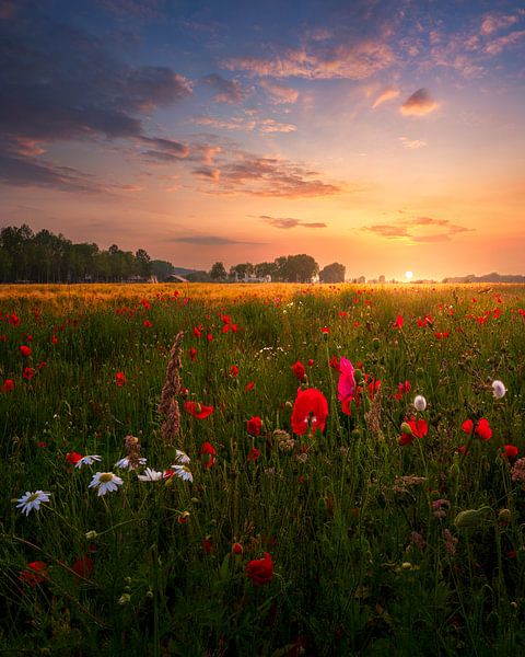 Wildflowers at sunset by Jeroen Lagerwerf