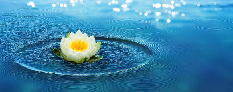 nénuphar blanc dans l'eau bleue par Dörte Bannasch