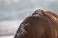 Reif auf den Monden eines Exmoor-Ponys