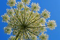 The Giant Hogweed