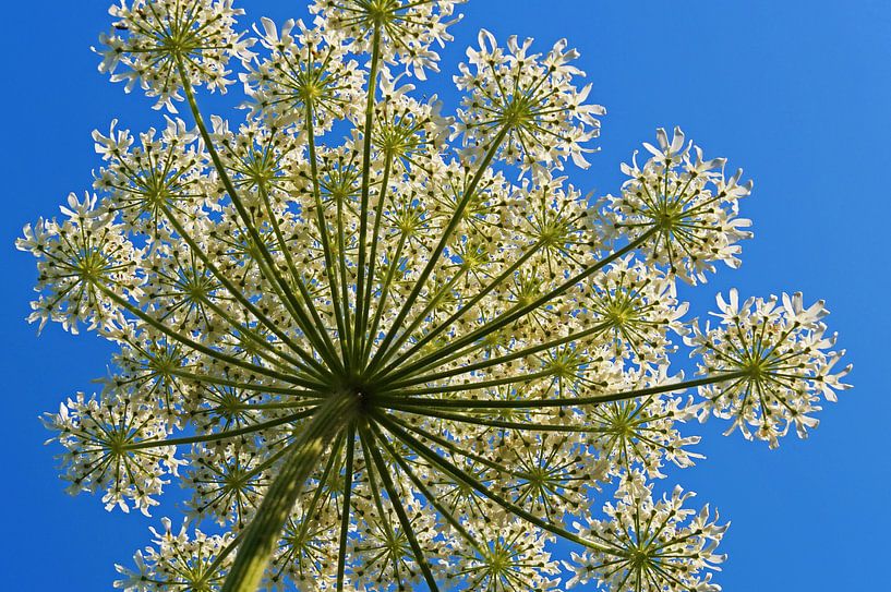 The Giant Hogweed von Gerrit Zomerman