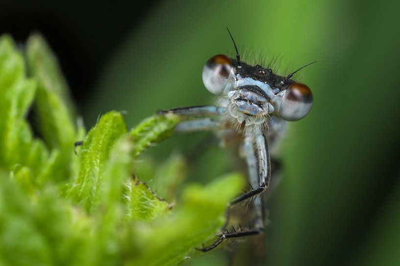 Waterjuffer closeup by Amanda Blom