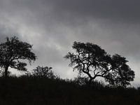 Chêne-liège portugais