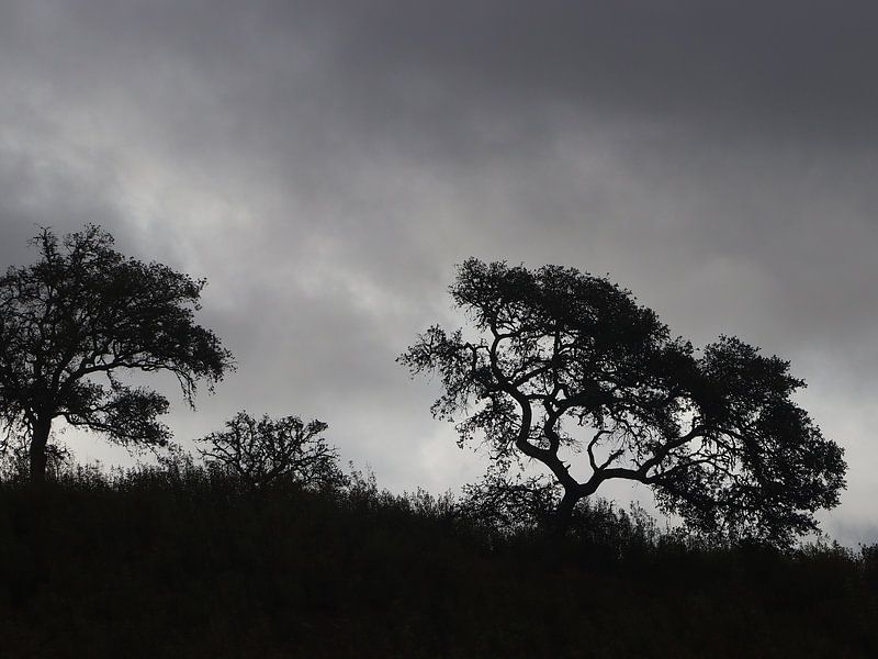Portugese kurkeik van Ines Porada
