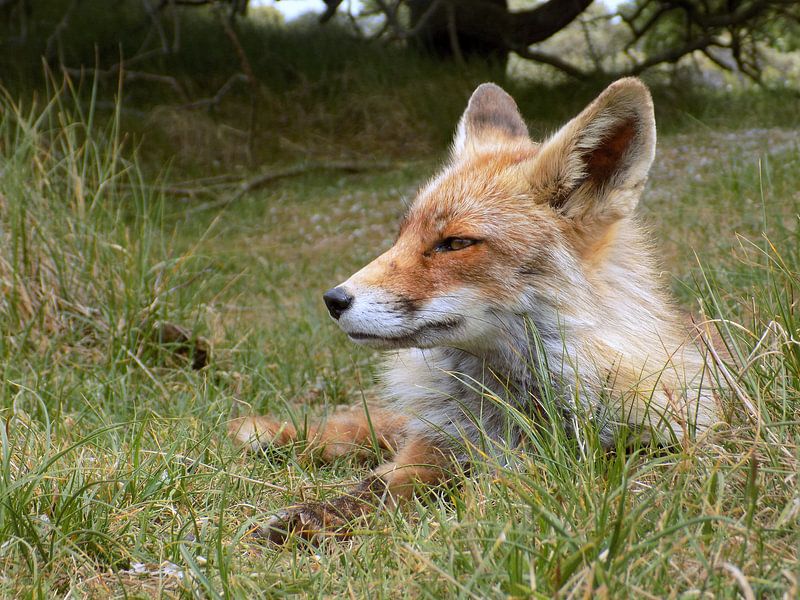 Vos Relaxing ( Col. 2015 ) par Jan van Bruggen