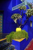 het mooiste blauw in de Majorelletuin