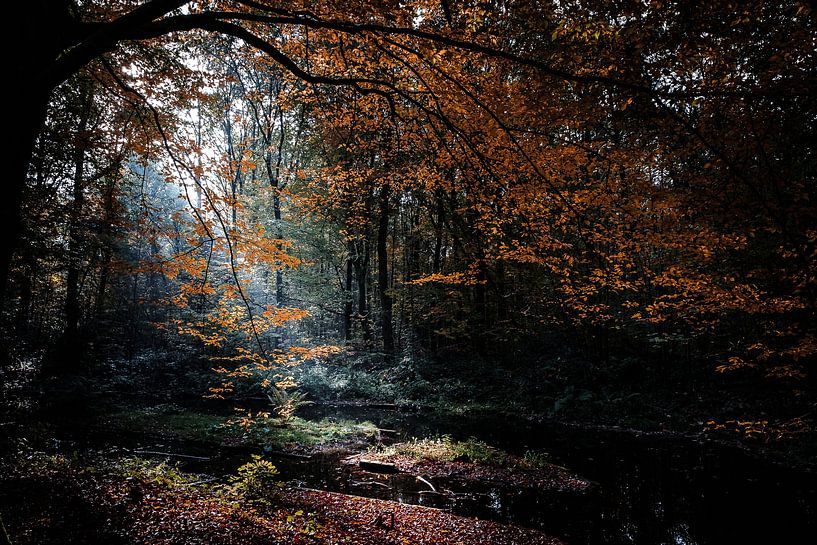 Waterloopbos à Marknesse par Eddy Westdijk