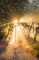 Photographie de la forêt "premiers rayons de soleil