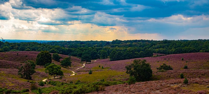 Heidekraut, Posbank-Panorama von Nynke Altenburg