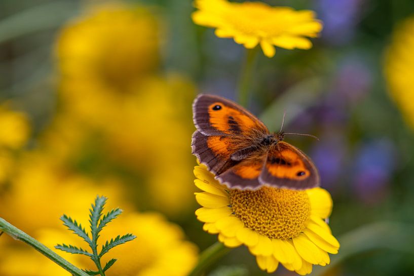 Orange butterfly on a yellow camomile flower by Jolanda de Jong-Jansen