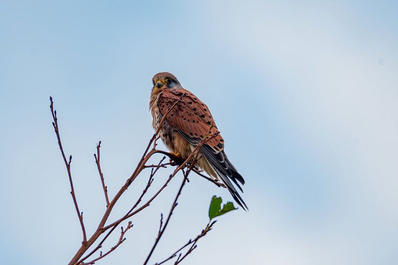 Kestrel dans le polder par Merijn Loch