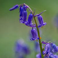 Hasenglöckchen, Hallerbos