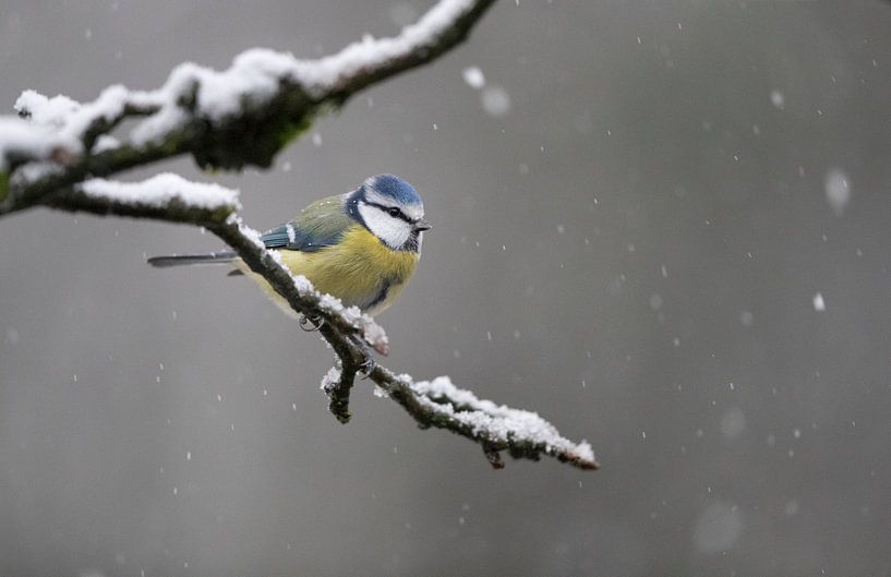 Pimpelmees op besneeuwde tak  by Michel de Beer