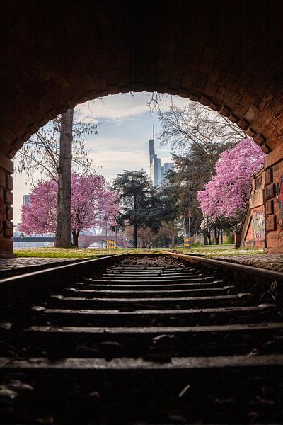 Arbre à fleurs d'amandier sur le Main à Francfort devant la ligne d'horizon par Fotos by Jan Wehnert